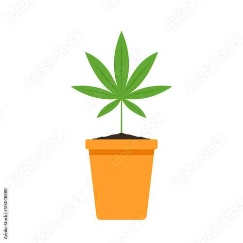 Marijuana in a pot. Bush of medical cannabis. Marijuana cultivation. Home cannabis farm.
