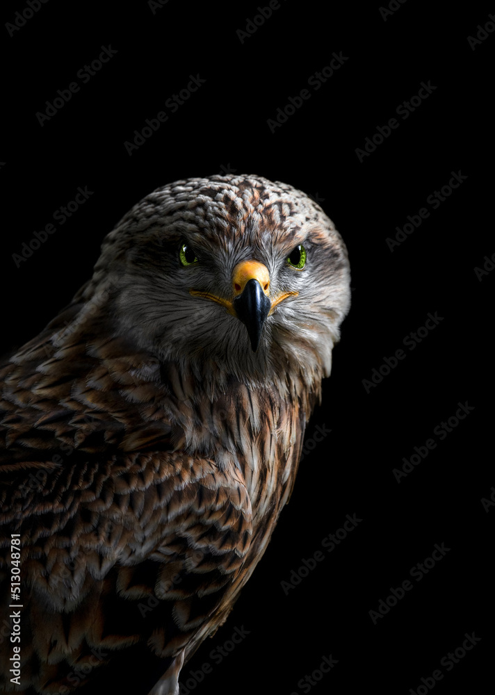 Portrait of a Buzzard Portrait of a Buzzard
