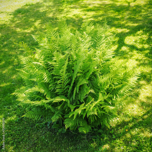 A lush green fern growing on the lawn.