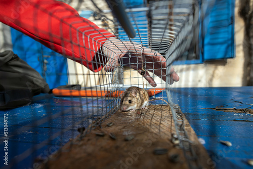 Little Mouse Caught Alive in a Mousetrap Close Up