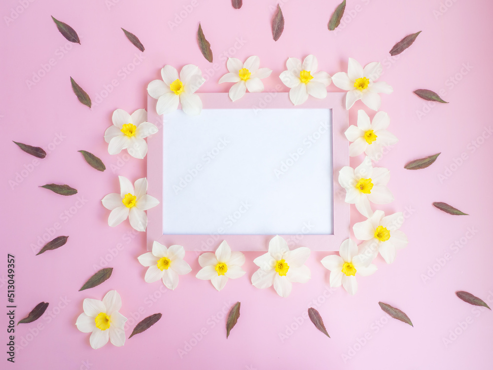 white flowers daffodils lie on a pink background around a pink blank frame. copy space white flowers daffodils lie on a pink background around a pink blank frame. copy space