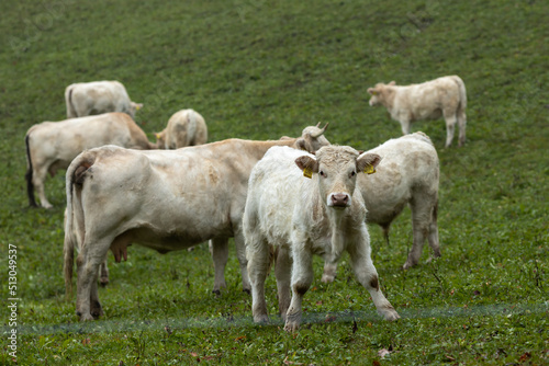 Cows on Pasture in Slovenia