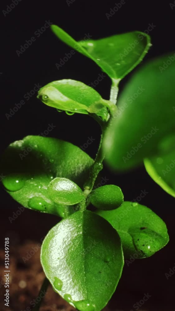 Wet green plant. Water day. Nature freshness. Macro of pure rain drops falling down on young fragile tree seedling leaves on dark. Vertical video. Wet green plant. Water day. Nature freshness. Macro of pure rain drops falling down on young fragile tree seedling leaves on dark. Vertical video.