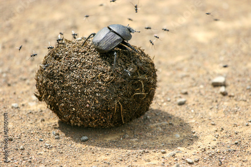 Dung Beetle and dung ball, Kruger National park, 