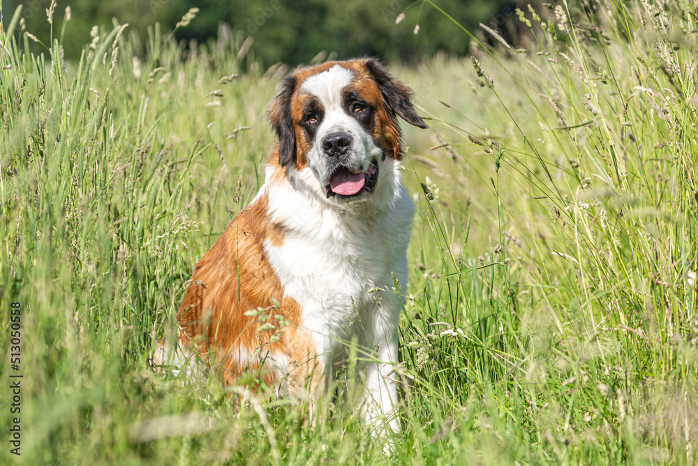 Ταπετσαρία Portrait of a beautiful saint bernard dog on a meadow in summer outdoors