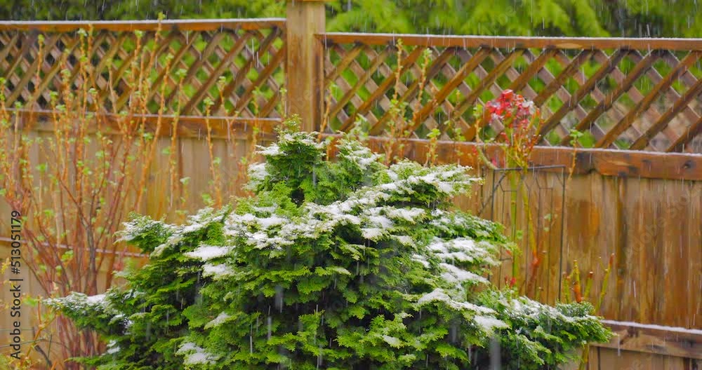 Establishing shot of outdoor landscape with small fir tree and wooden background under heavy hail in Vancouver, Canada, North America. Day time on May 2022. Still camera view. ProRes 422 HQ. Establishing shot of outdoor landscape with small fir tree and wooden background under heavy hail in Vancouver, Canada, North America. Day time on May 2022. Still camera view. ProRes 422 HQ.