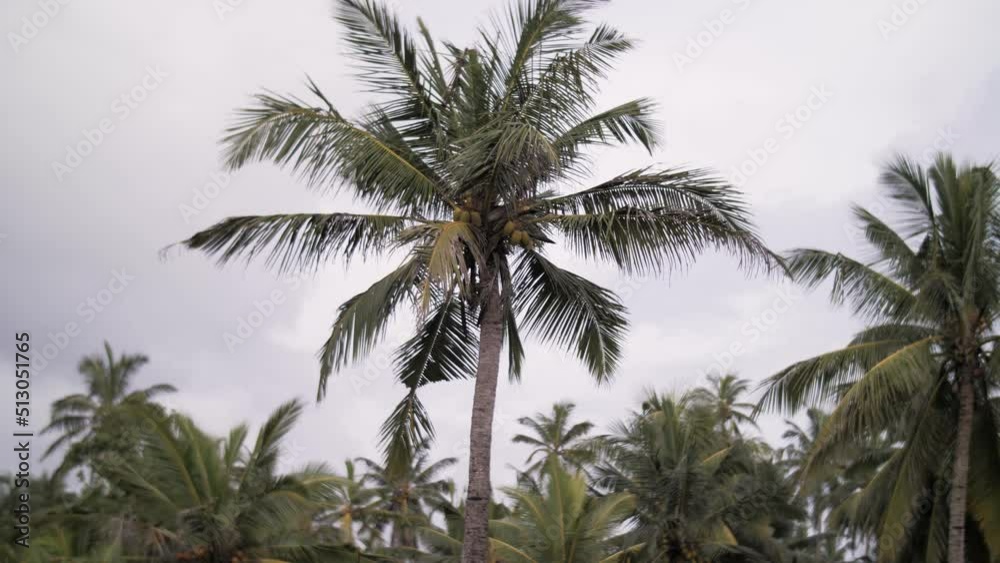 palm trees close-up against the sky palm trees close-up against the sky
