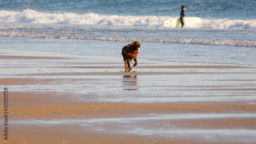 Full Length Of Golden Retriever Walking On Shore During Sunset