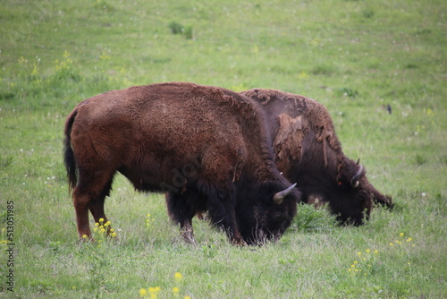 American Bison grazing on a Nebraska plane.