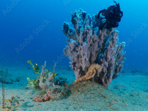 seahorse underwater tropical water with coral and sponge on sandy bottom
