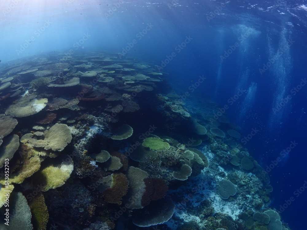 table coral scenery underwater tropical waters for scuba divers to see