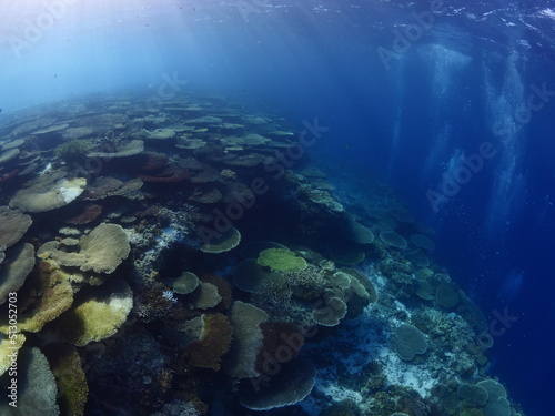 table coral scenery underwater tropical waters for scuba divers to see