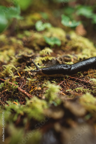 Black slug in British Columbia, Canada
