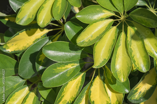 plant leaves umbrella tree schefflera variegata heptapleurum arboricolum photo