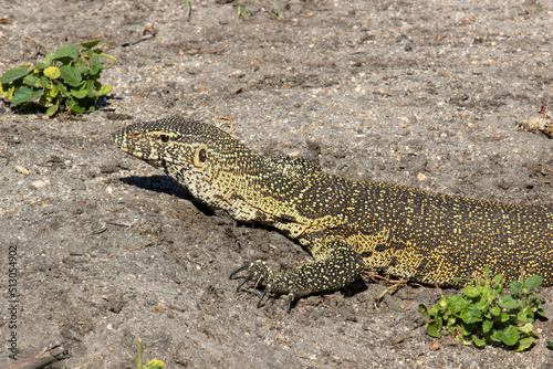 Nile Monitor or Monitor Lizard, Kruger National Park, South Africa © Kim