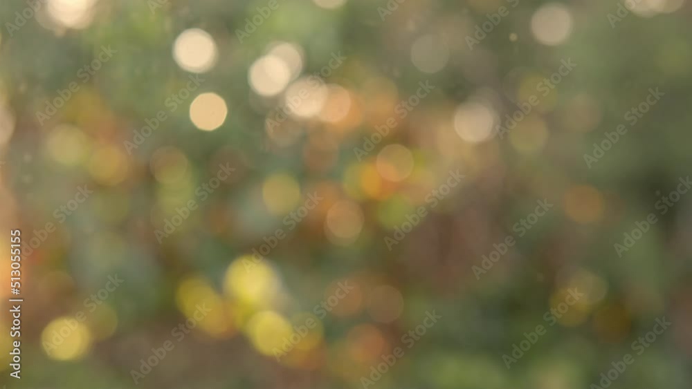 View of the greenery on a sunny day outside the window, out of focus