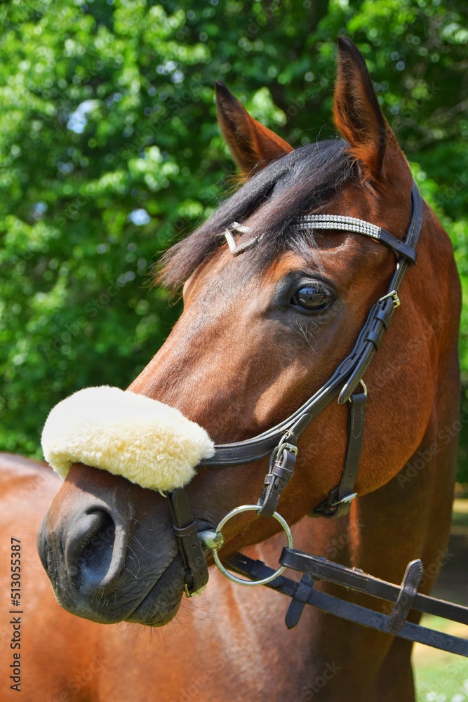 Obraz premium portrait of a horse