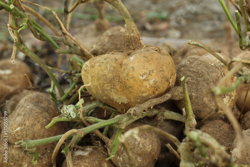 Bengkuang or Pachyrhizus erosus photo