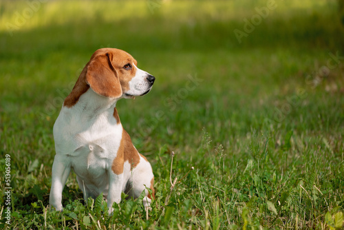 Beagle dog sitting on grass and looking away.