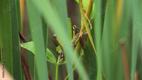 Insects. Locust feeding on leaves in the swamp plants. photo