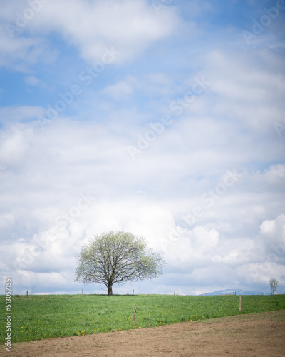 Solitary tree on countryside field with blue skies and some clouds behind it, vertical Europe