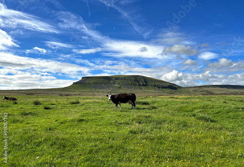 View over Malham Moor, with Pen-y-Ghent on the horizon, and cows in the foreground near Settle, UK © derek oldfield