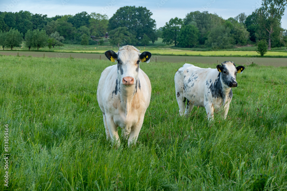 cows in the field cows in the field