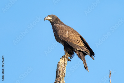 Perched Juvenile bald Eagle on a branch. © Glenn