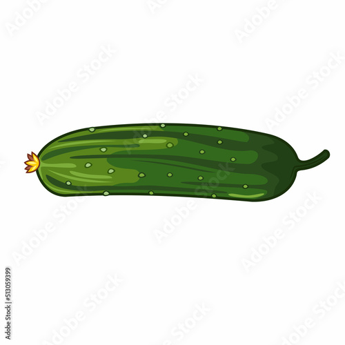 Vector illustration of green realistic cucumber isolated on white background