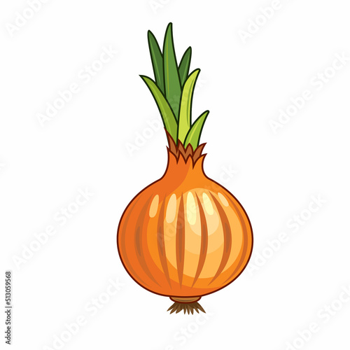 Vector illustration of realistic onion isolated on white background