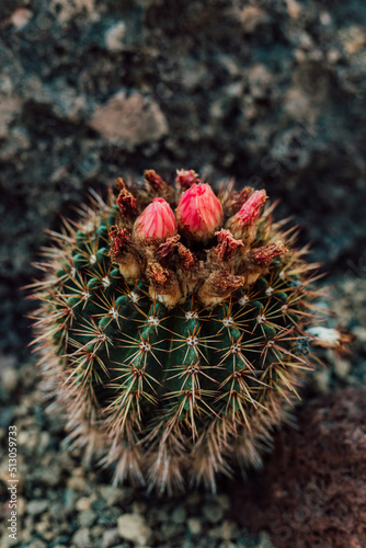 Cactus with a beautiful pink flower among the stones in the greenhouse