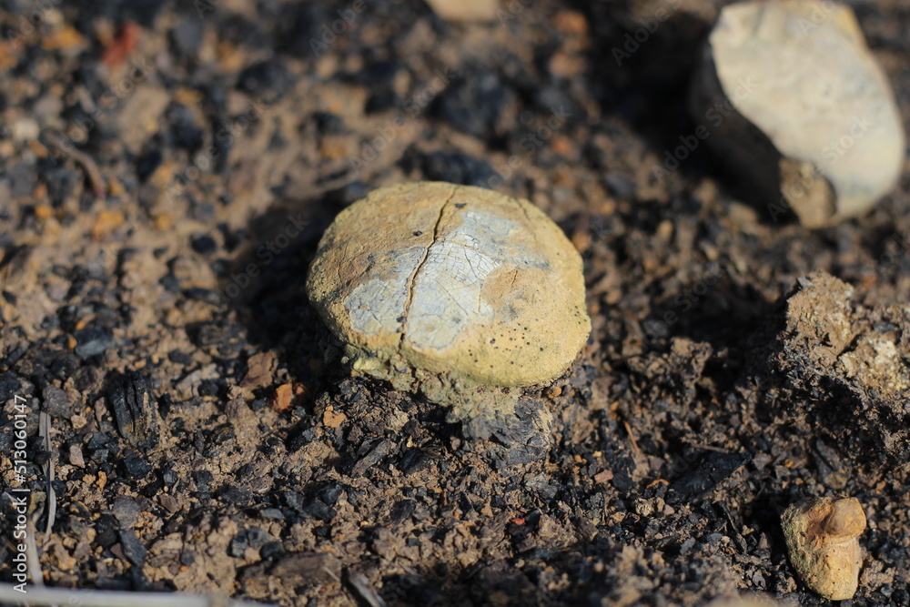 Fossils of a strange ancient marine animal shaped like an egg in a former coal mine excavation in South Kalimantan, Indonesia. Fossils of a strange ancient marine animal shaped like an egg in a former coal mine excavation in South Kalimantan, Indonesia.
