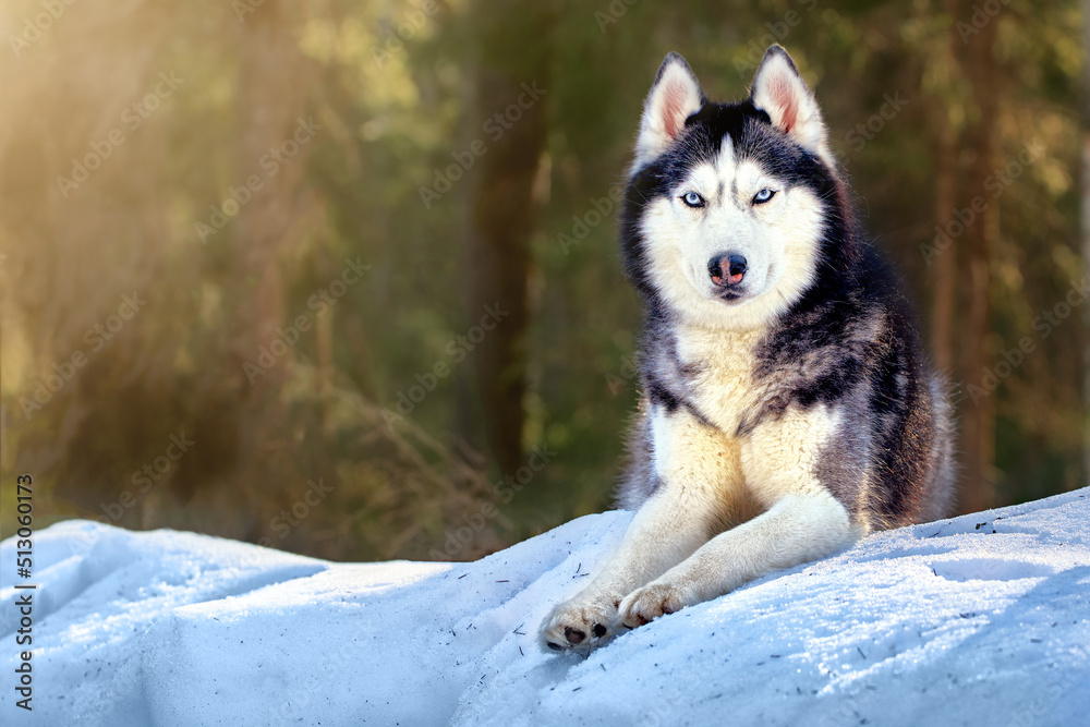 Naklejka premium Cute siberian husky dog lies on the snow in winter forest. Sunny portrait of cute husky dog.