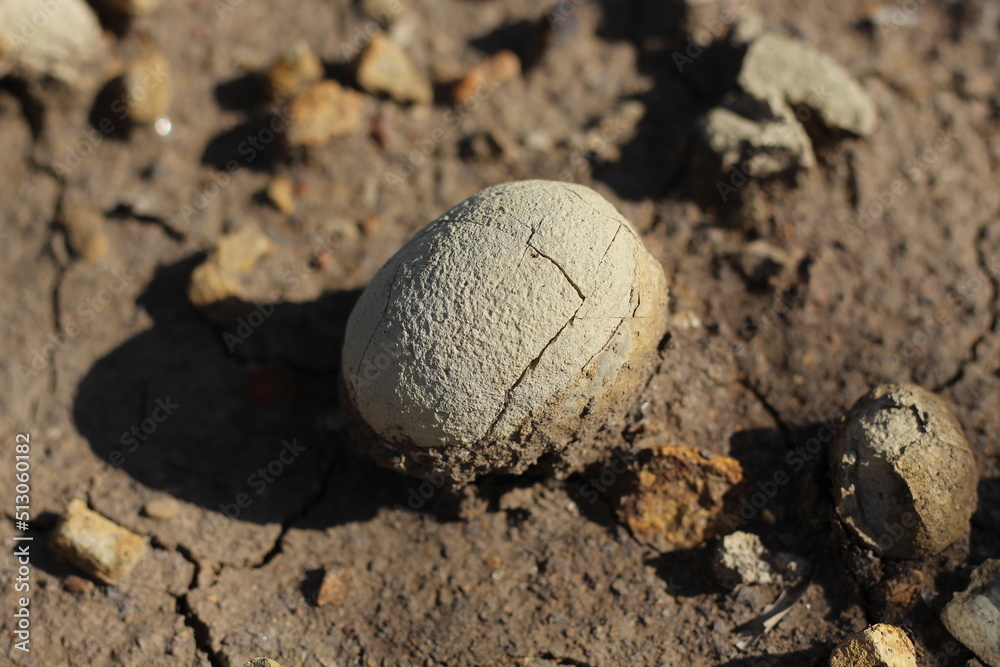 Fossils of a strange ancient marine animal shaped like an egg in a former coal mine excavation in South Kalimantan, Indonesia. Fossils of a strange ancient marine animal shaped like an egg in a former coal mine excavation in South Kalimantan, Indonesia.