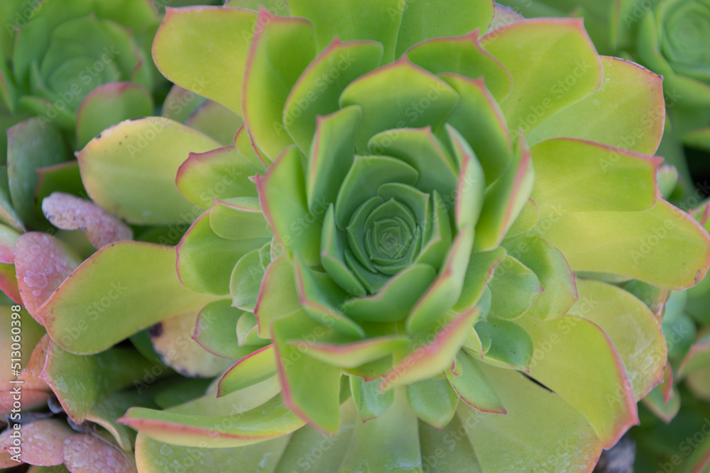 crassulaceae succulent cactus with green leaves. nature botanical background crassulaceae succulent cactus with green leaves. nature botanical background