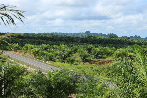 Oil palm plantations in South Kalimantan, Indonesia.