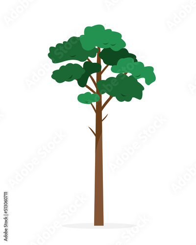 Pine Tree isolated on white background. Evergreen tree for nature design. Vector flat or cartoon illustration.