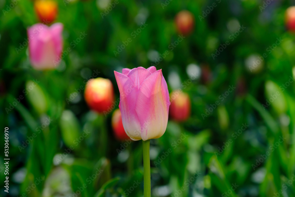 Fototapeta premium Beautiful tulip flower on a blurred background, close-up