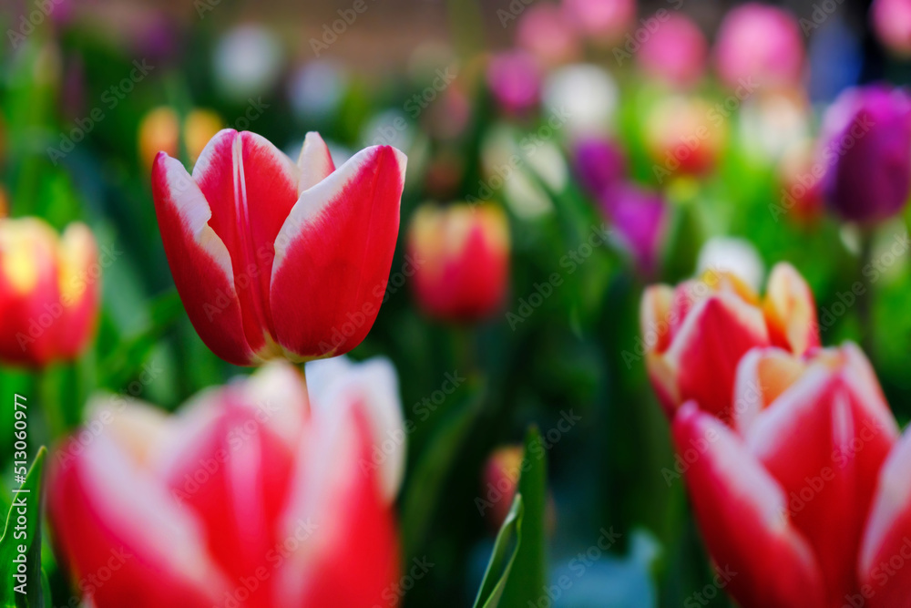 Beautiful red tulip flower on a blurred background, close-up