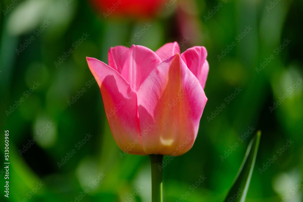 Beautiful pink tulip flower on a blurred background, close-up Beautiful pink tulip flower on a blurred background, close-up
