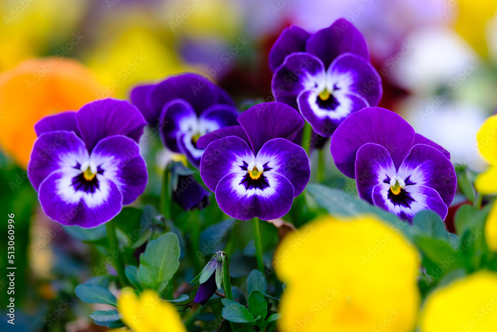 Lilac and yellow variegated pansies, close-up. Lilac and yellow variegated pansies, close-up.
