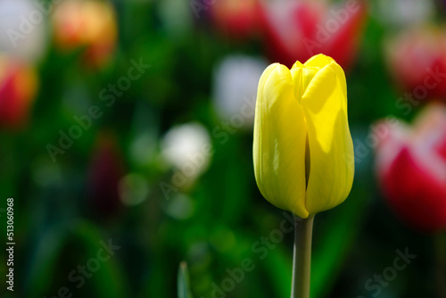 Beautiful yellow tulip flower on a blurred background, close-up