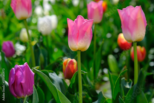 Beautiful pink tulips on a blurred background  close-up
