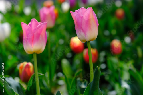 Beautiful pink tulips on a blurred background, close-up