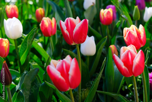 Beautiful colorful tulips in the field  close-up