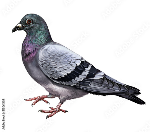 Foto Pigeon (Columba)