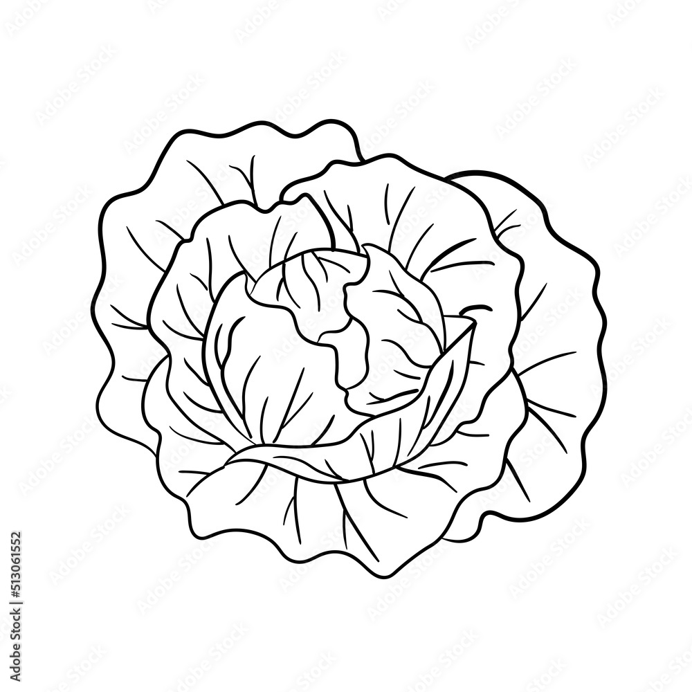 Cabbage cartoon outline icon with big leaves hand drawn isolated on white background. Healthy food concept. Flat design. Vector illustration. Cabbage cartoon outline icon with big leaves hand drawn isolated on white background. Healthy food concept. Flat design. Vector illustration.