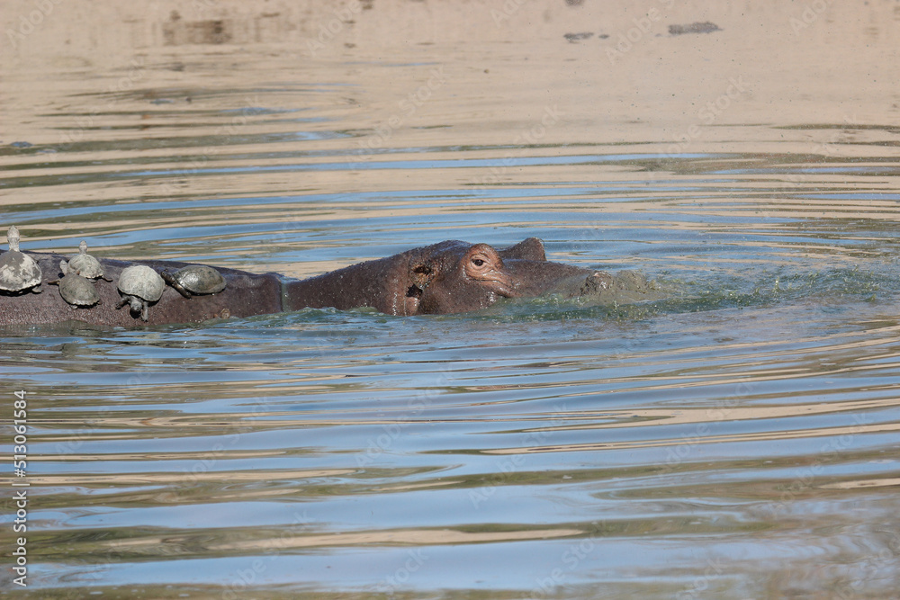 Fototapeta premium Hippopotamus with Serrated Hinged Terrapin on its back, Kruger National Park, South Africa