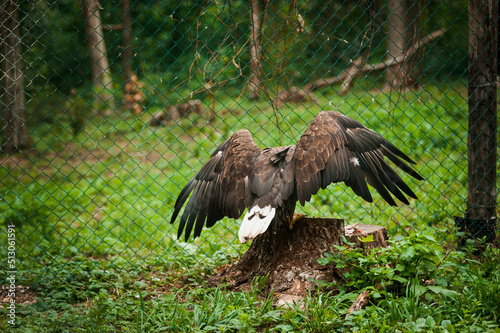 Griffon on a green background in the forest