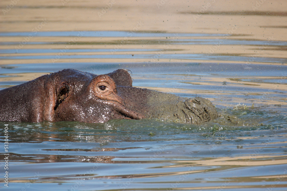 Fototapeta premium Hippopotamus blowing bubbles in the water, Kruger National Park, South Africa
